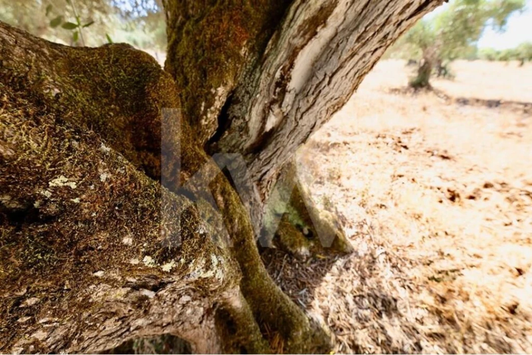 Terreno para Venda em Grândola e Santa Margarida da Serra Foto 14