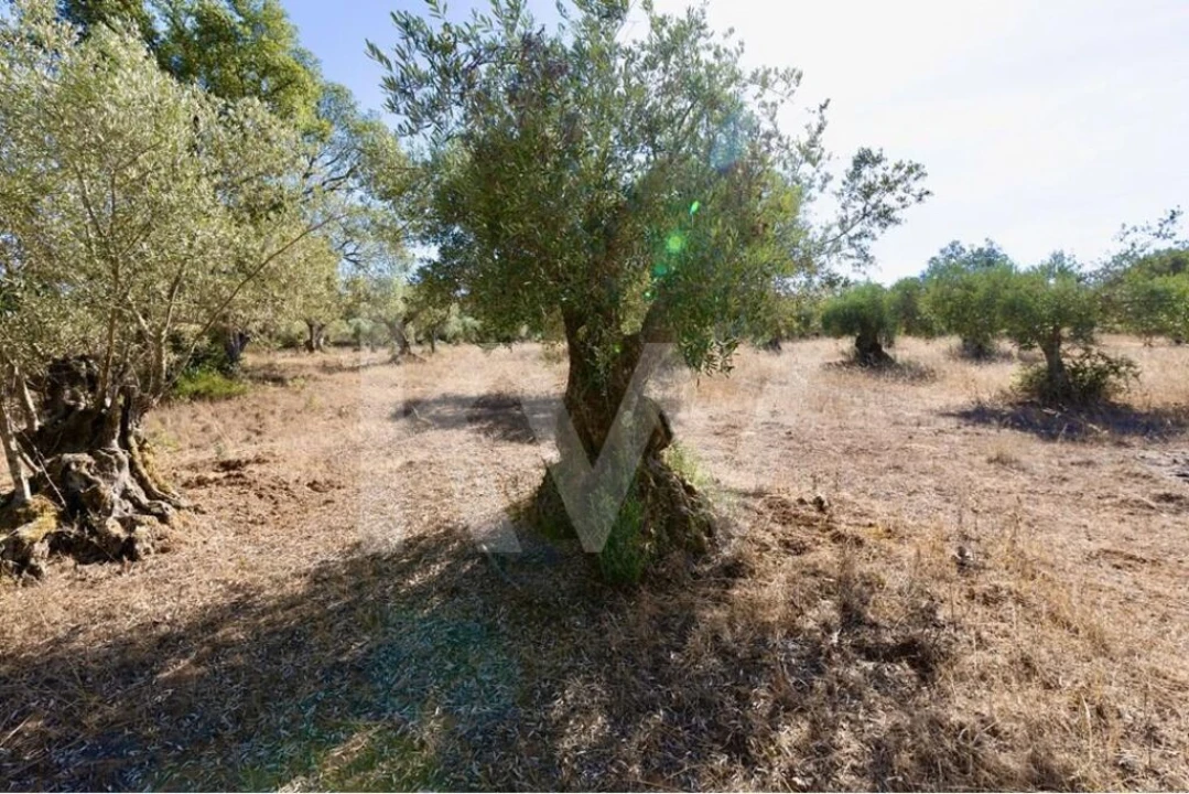 Terreno para Venda em Grândola e Santa Margarida da Serra Foto 18