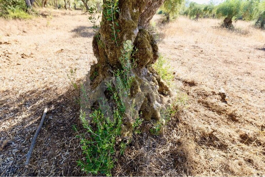 Terreno para Venda em Grândola e Santa Margarida da Serra Foto 12