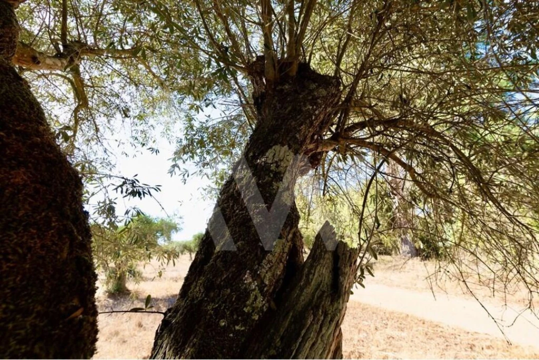 Terreno para Venda em Grândola e Santa Margarida da Serra Foto 11