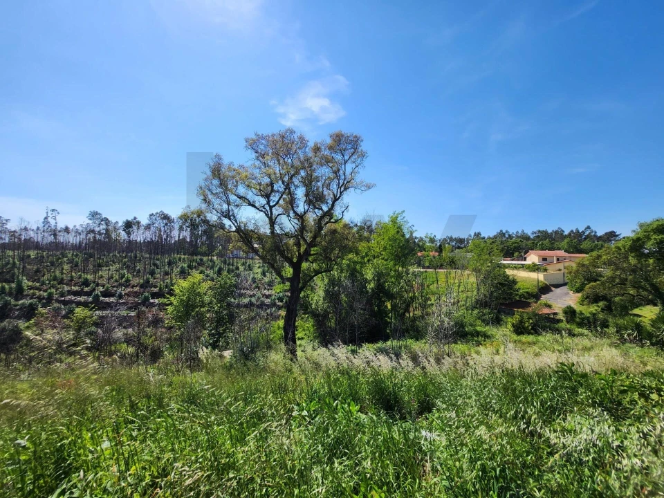 Terreno para Venda em Macinhata do Vouga Foto 14