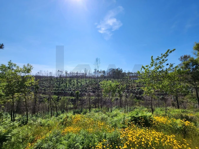 Terreno para Venda em Macinhata do Vouga Foto 16