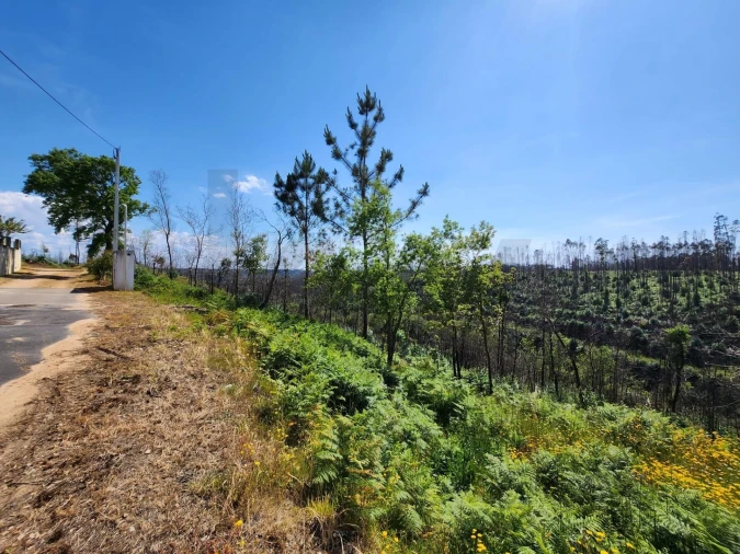 Terreno para Venda em Macinhata do Vouga Foto 15