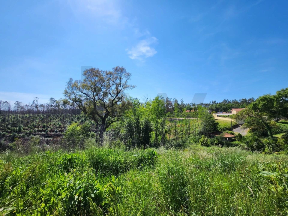 Terreno para Venda em Macinhata do Vouga Foto 11