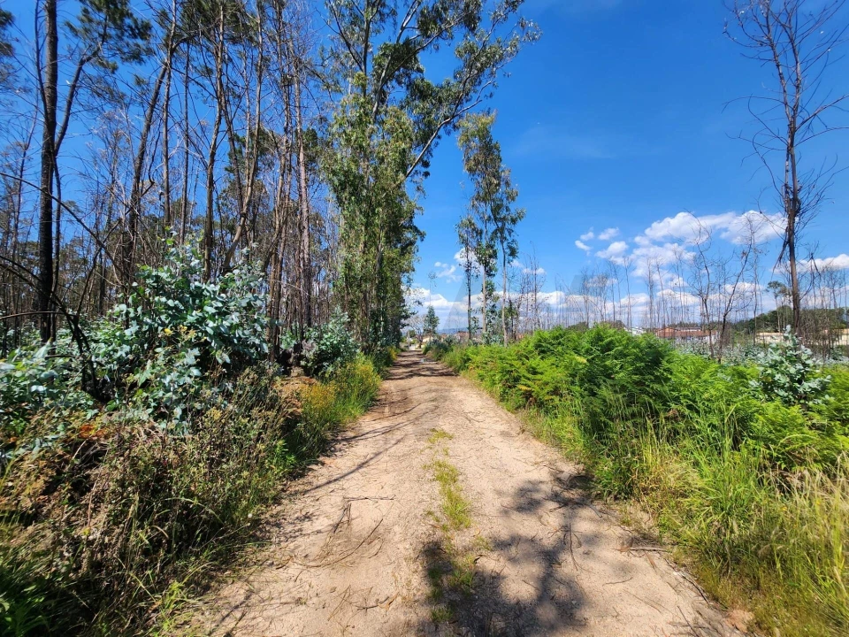 Terreno para Venda em Macinhata do Vouga Foto 6