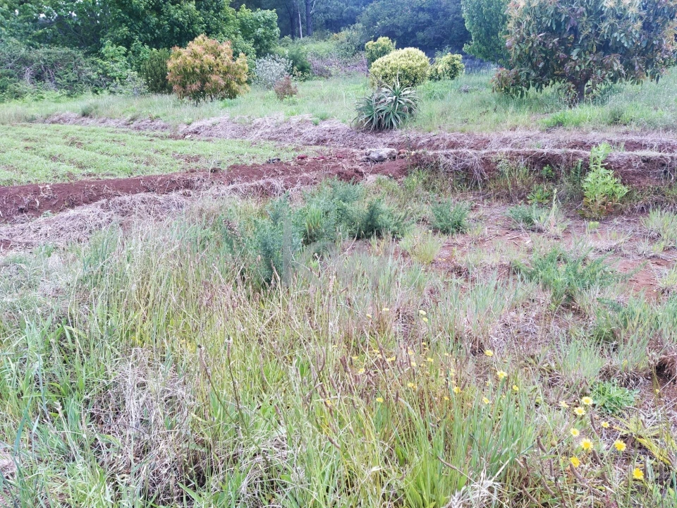 Terreno para Venda em Arco da Calheta Foto 5