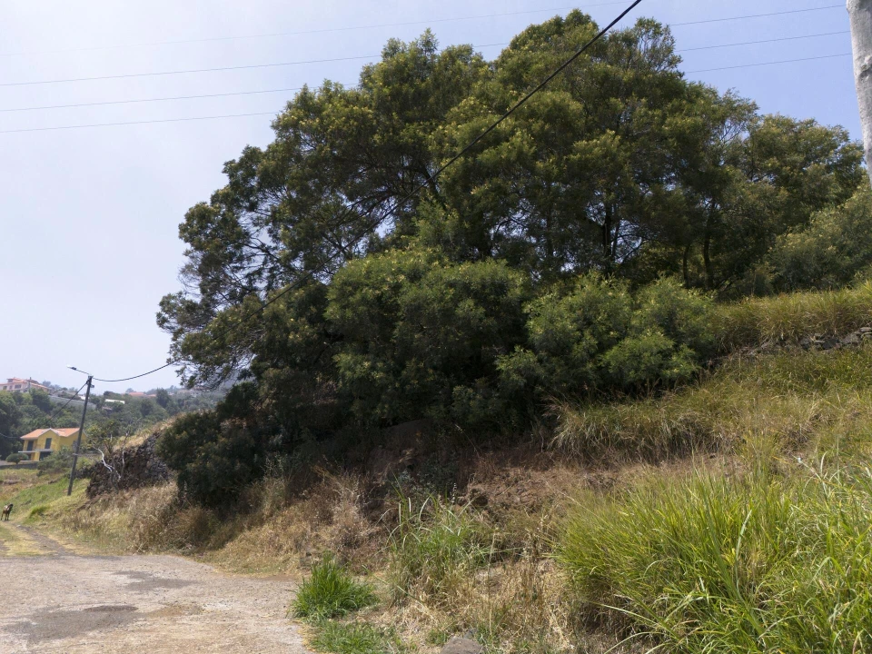 Terreno para Venda em Santa Cruz Foto 8