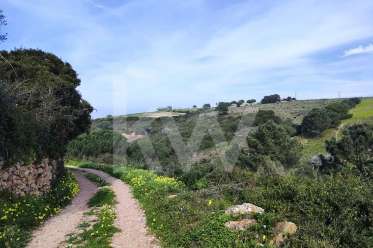 Terreno para Venda em Carvoeira Foto 1