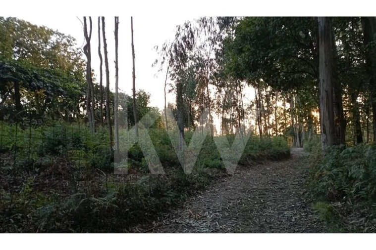 Terreno para Venda em São Miguel do Souto e Mosteirô Foto 11