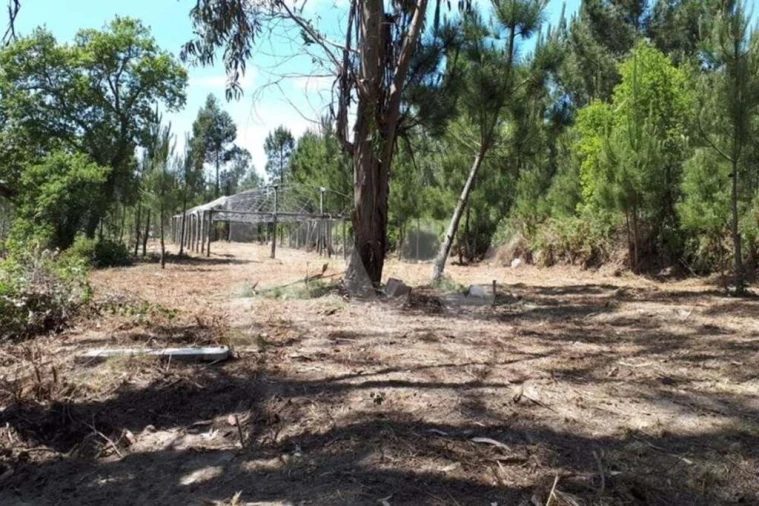 Terreno para Venda em Queluz e Belas Foto 3