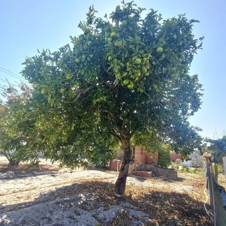 Terreno para Venda em Marinha Grande Foto 21