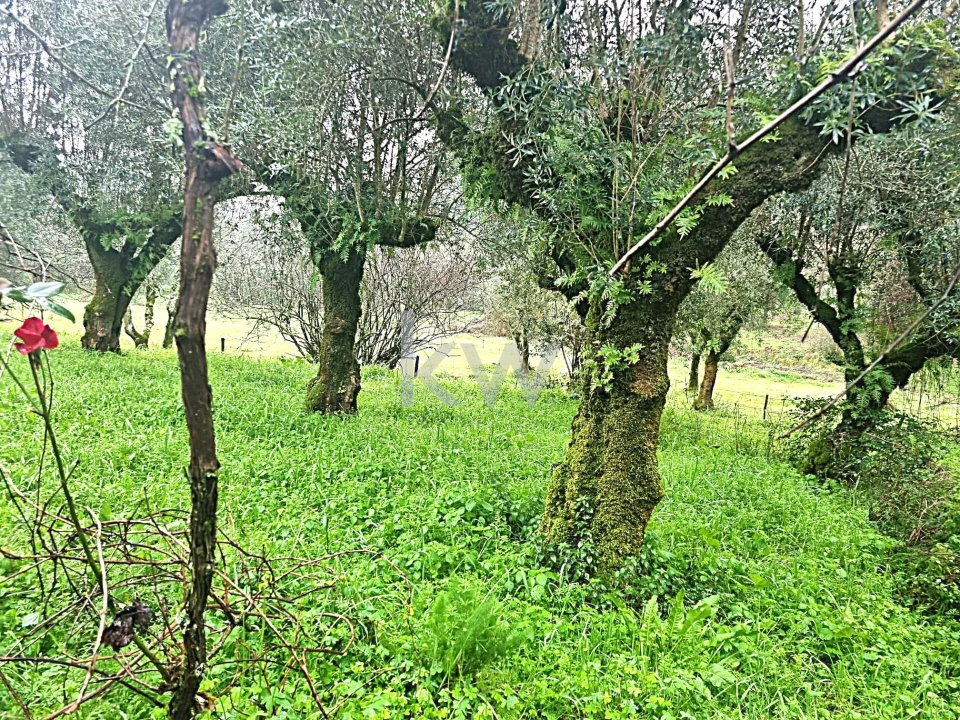 Quinta para Venda em Alvaiázere Foto 22