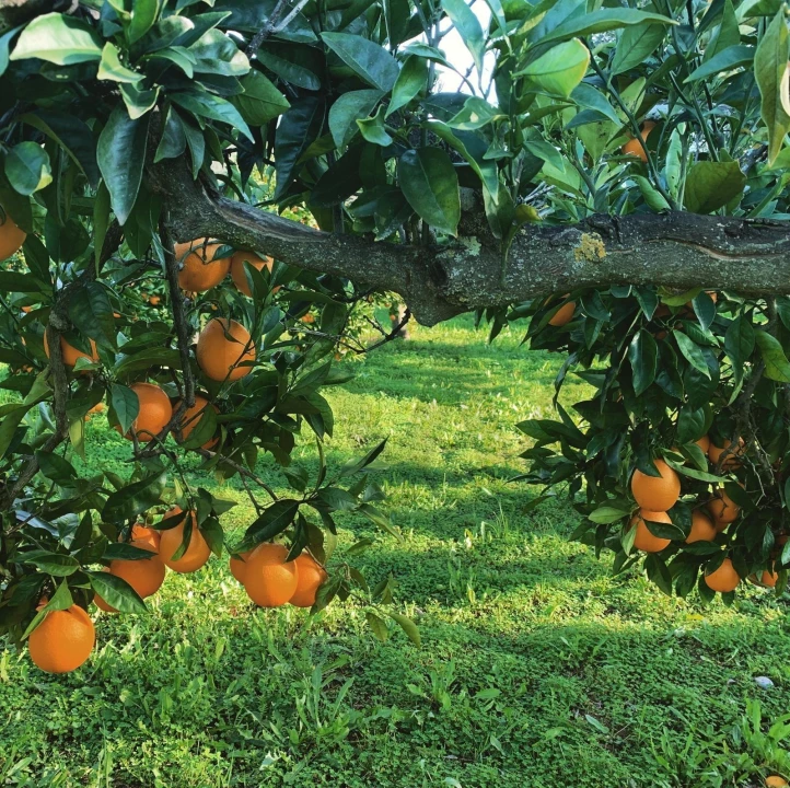 Quinta T13 para Venda em Monsaraz Foto 8