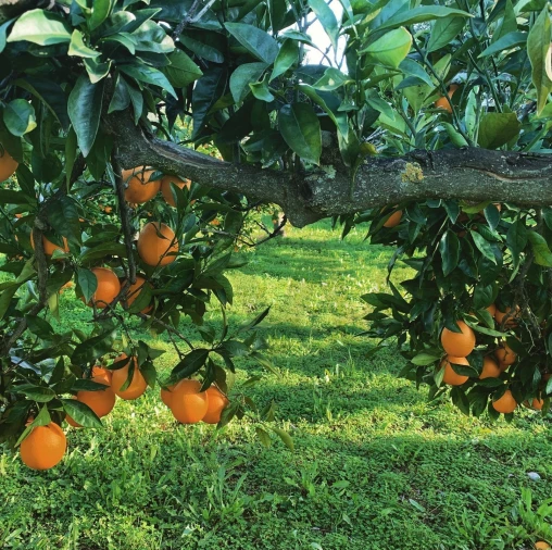 Quinta T13 para Venda em Monsaraz Foto 7