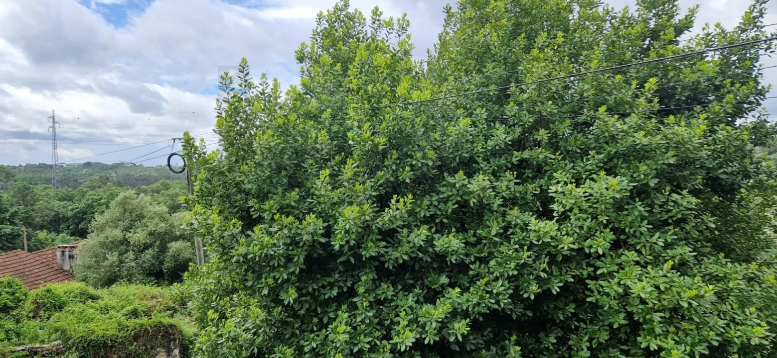 Quinta T4 para Venda em Torres Novas (São Pedro), Lapas e Ribeira Branca Foto 15