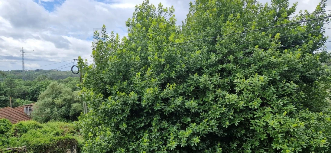 Quinta T4 para Venda em Torres Novas (São Pedro), Lapas e Ribeira Branca Foto 15