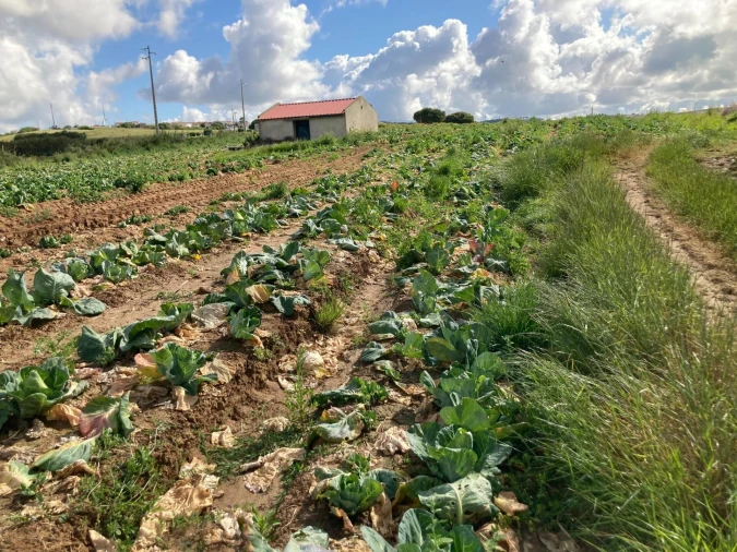 Terreno para Venda em Lourinhã e Atalaia Foto 6