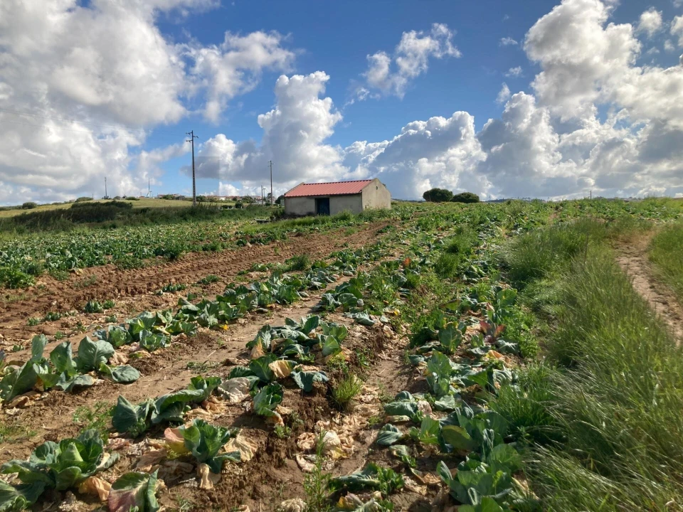 Terreno para Venda em Lourinhã e Atalaia Foto 5