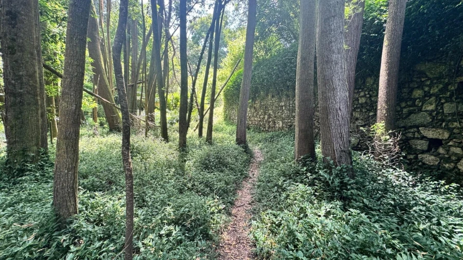 Moradia T5 para Venda em Colares Foto 38