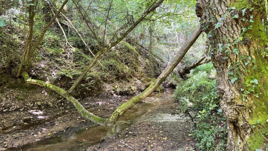 Moradia T5 para Venda em Colares Foto 17