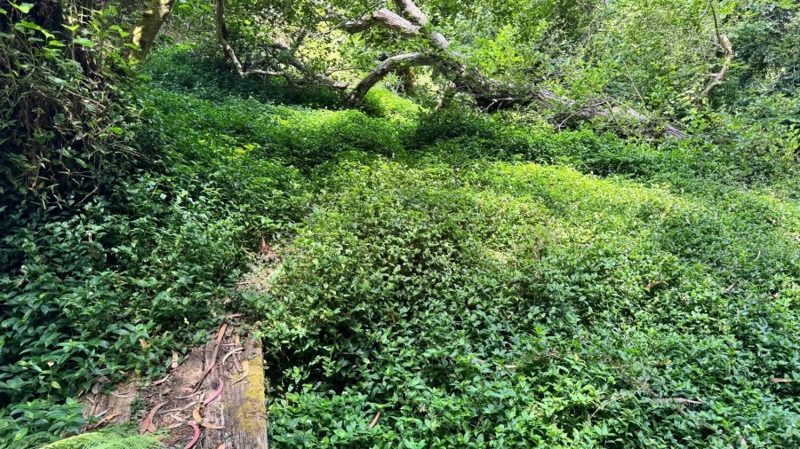 Moradia T5 para Venda em Colares Foto 28