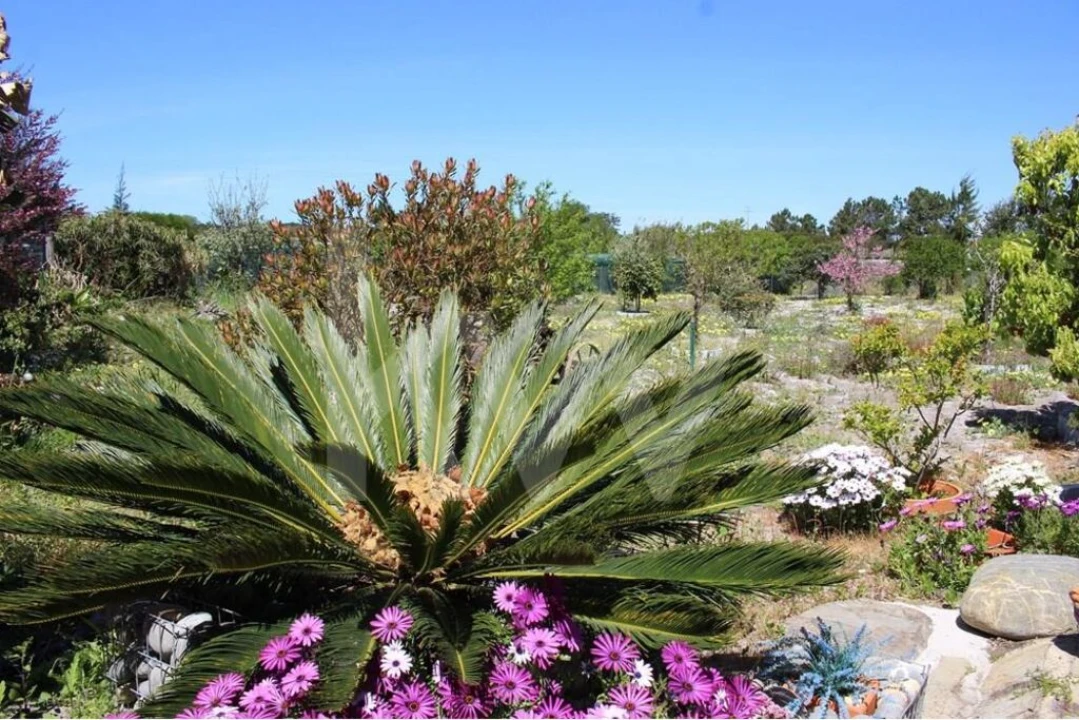 Quinta T5 para Venda em Vila Nova de Milfontes Foto 29