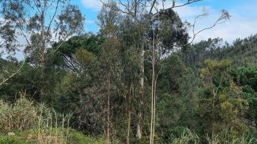 Terreno para Venda em Brasfemes