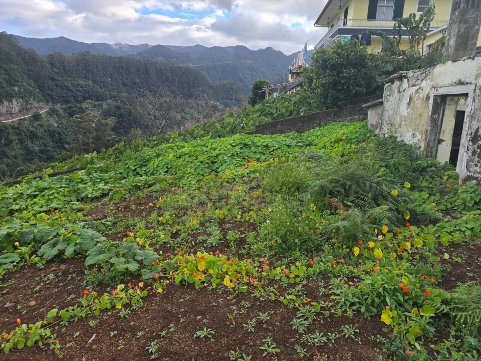 Terreno para Venda em São Roque do Faial Foto 13