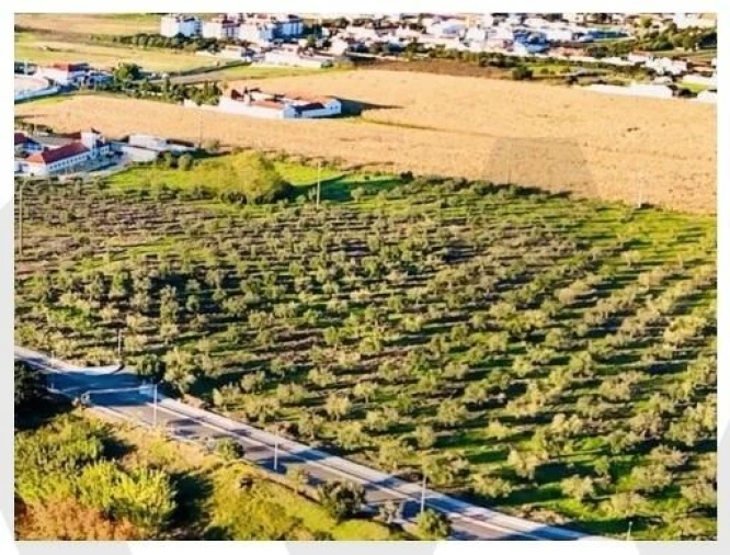 Terreno para Venda em Alpiarça Foto 31