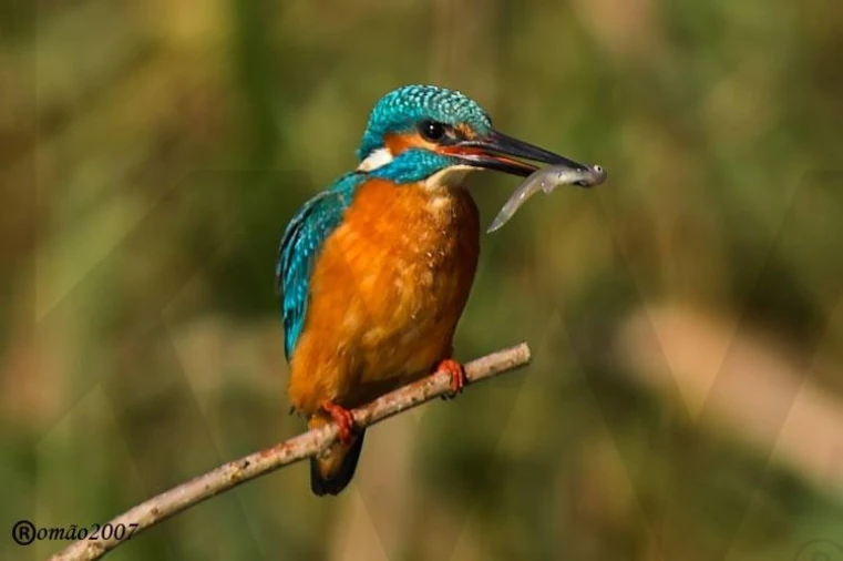 Moradia T4 para Venda em Águeda e Borralha Foto 27