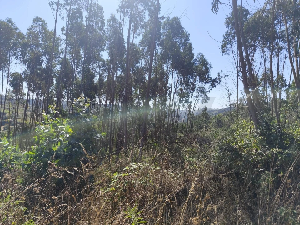 Terreno para Venda em Mafra Foto 4