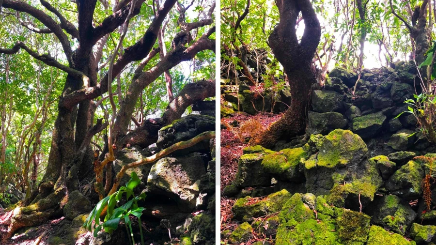 Terreno para Venda em Santo Antonio Foto 17