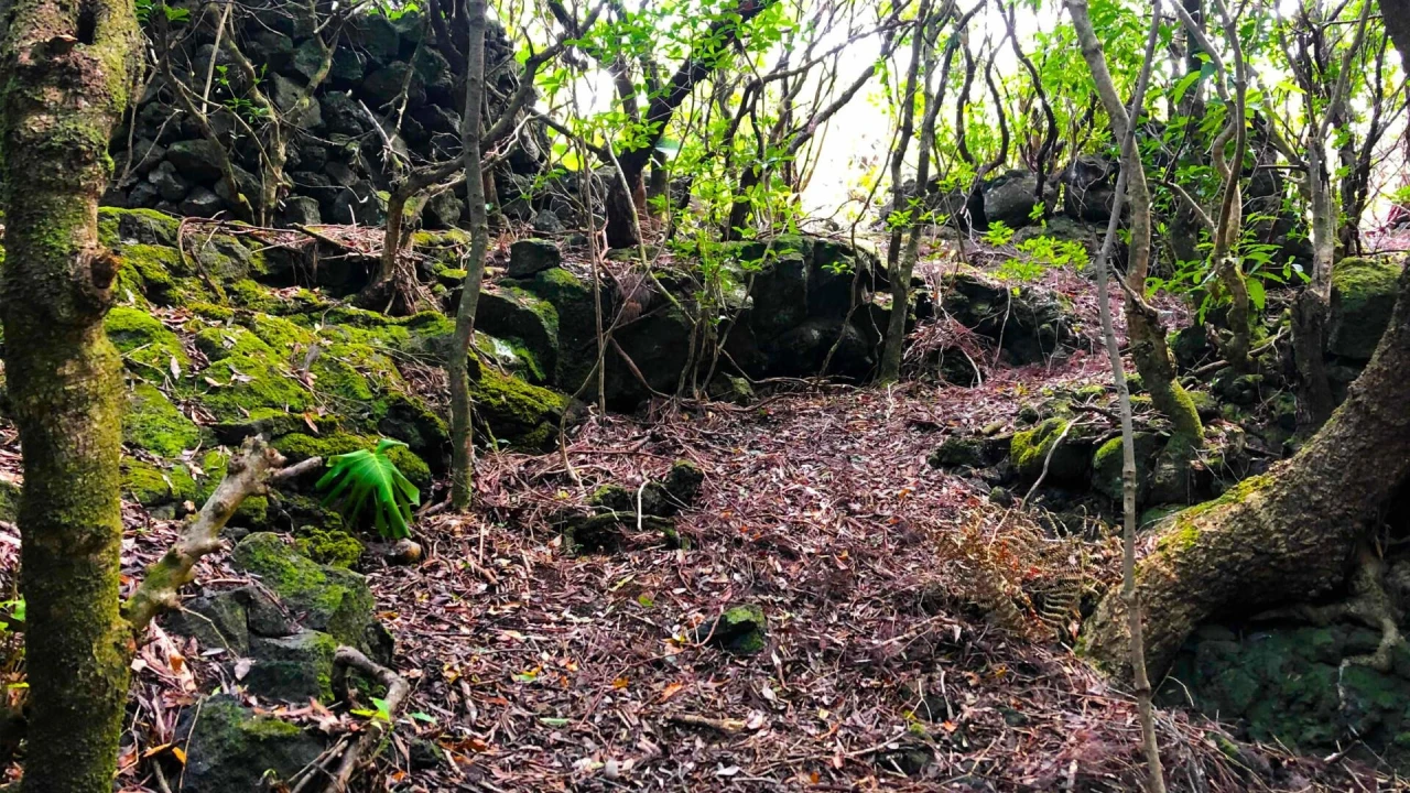 Terreno para Venda em Santo Antonio Foto 19