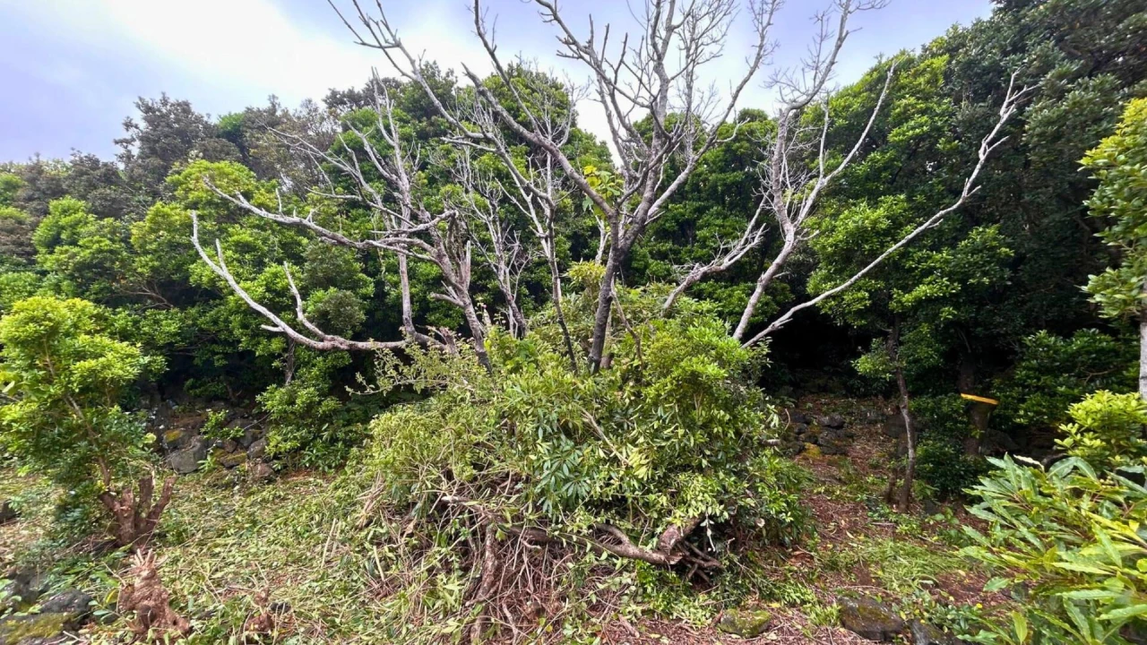 Terreno para Venda em Santo Antonio Foto 21