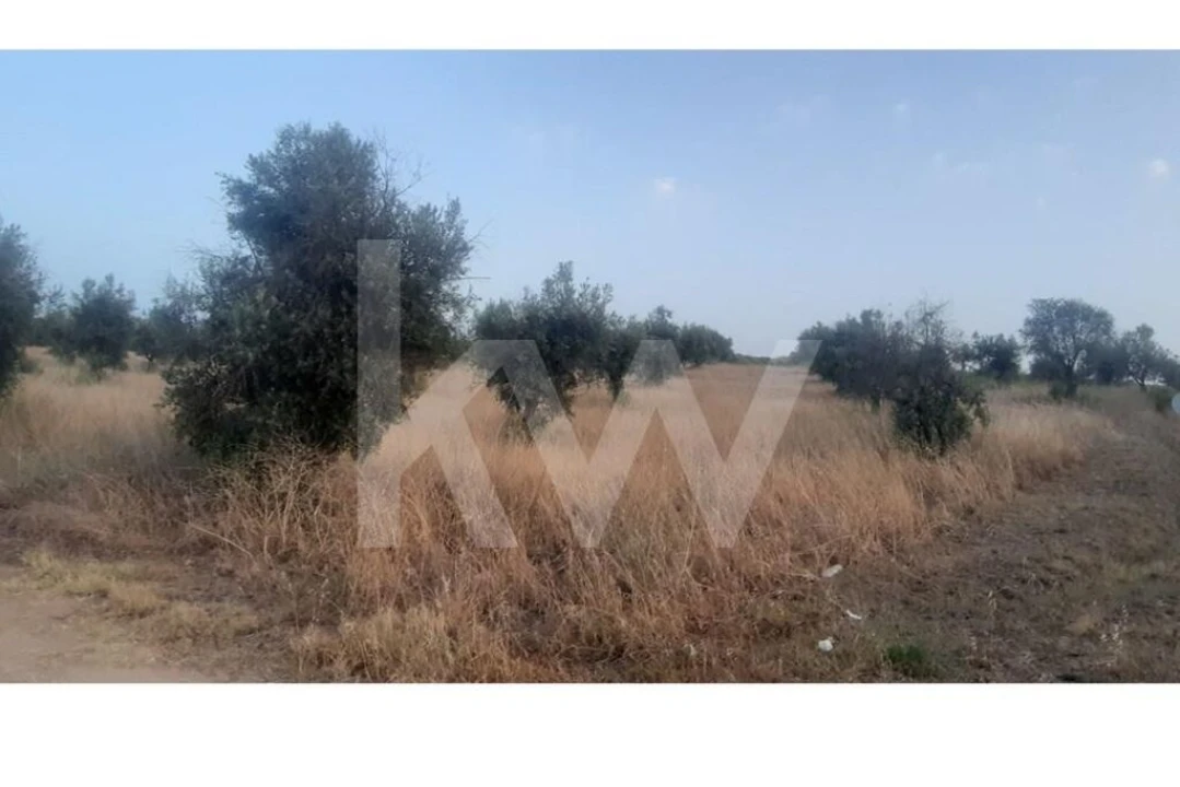 Terreno para Venda em Avis Foto 2