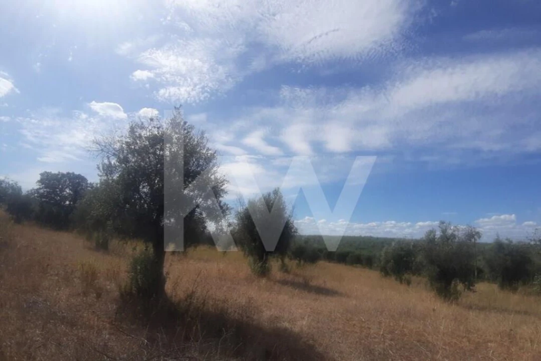 Terreno para Venda em Avis Foto 5