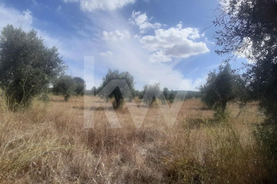 Terreno para Venda em Avis Foto 6