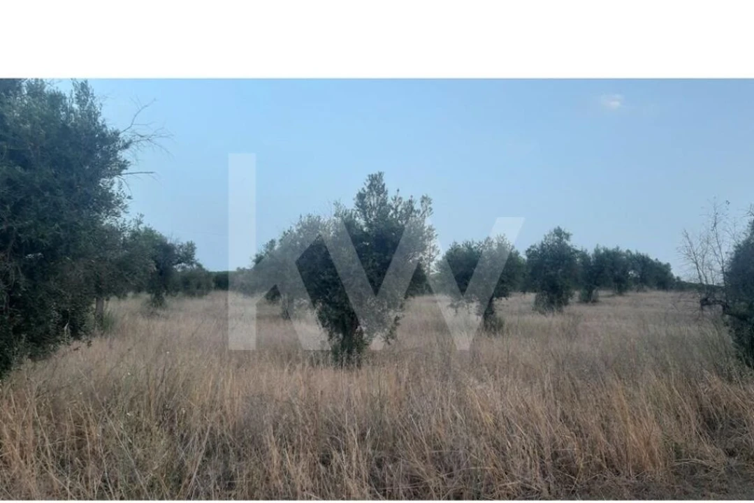 Terreno para Venda em Avis Foto 4