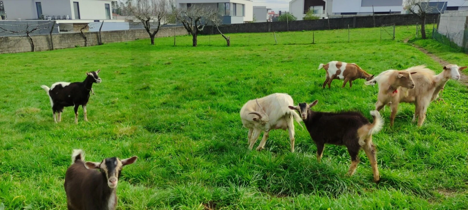 Moradia T4 para Venda em Albergaria-A-Velha e Valmaior Foto 3