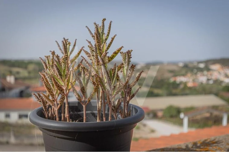 Moradia T5 para Venda em Ponte do Rol Foto 46