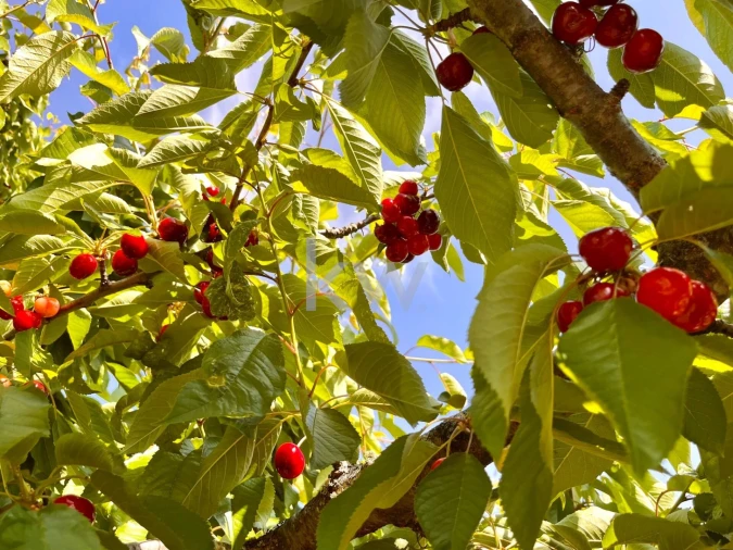 Negócio para Trespasse em Vinhais Foto 33