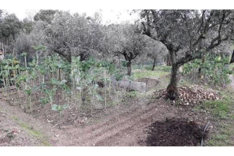 Terreno para Venda em São Miguel do Rio Torto e Rossio Ao Sul do Tejo Foto 4
