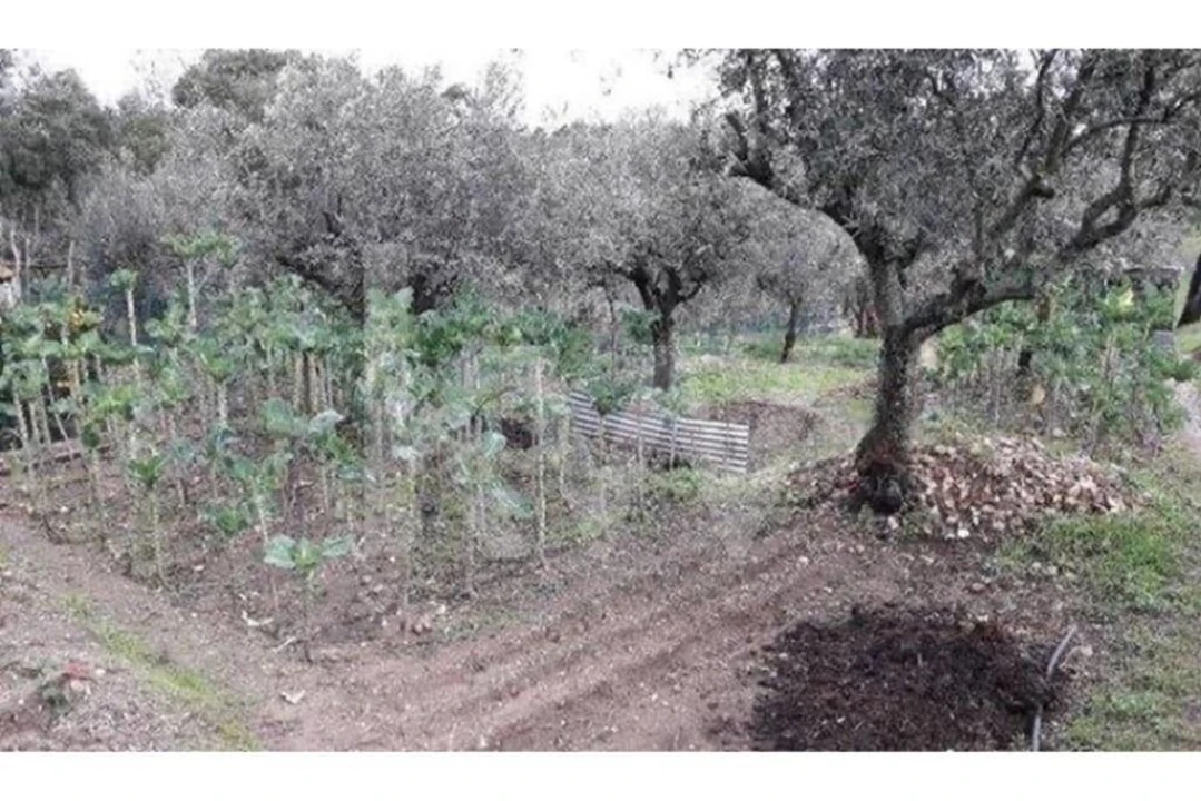 Terreno para Venda em São Miguel do Rio Torto e Rossio Ao Sul do Tejo Foto 4