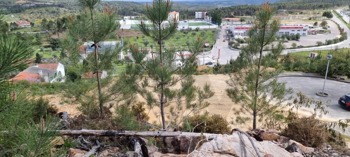 Terreno para Venda em Mação, Penhascoso e Aboboreira Foto 11