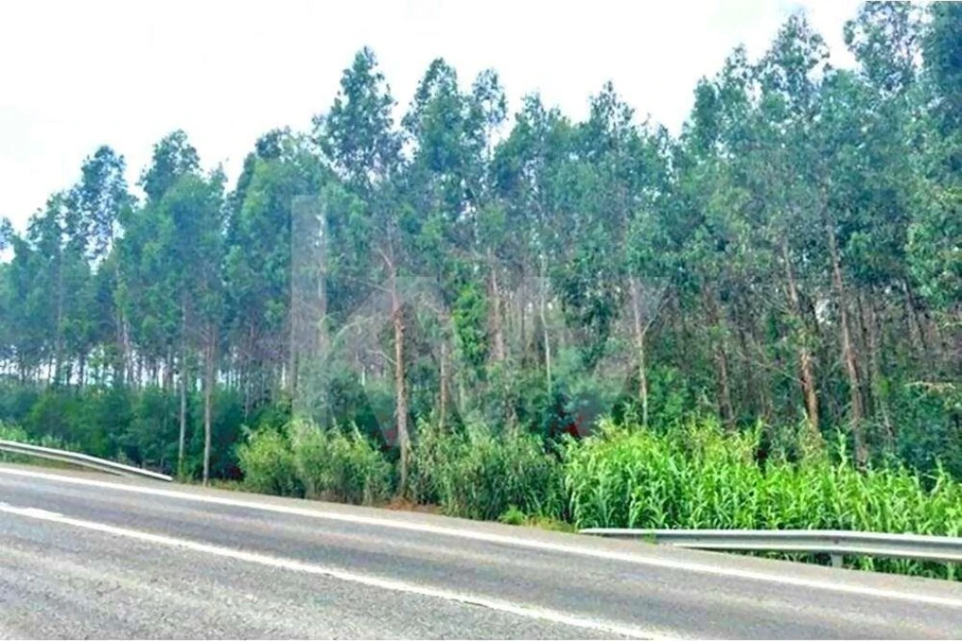 Terreno para Venda em Lamas e Cercal Foto 2