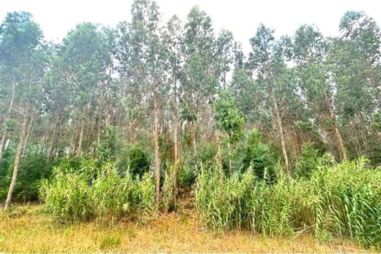 Terreno para Venda em Lamas e Cercal Foto 1