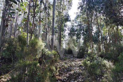 Terreno para Venda em Mafra