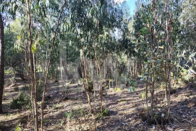 Terreno para Venda em Mafra