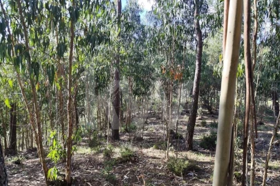 Terreno para Venda em Mafra