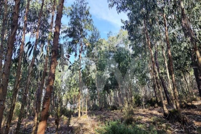Terreno para Venda em Mafra